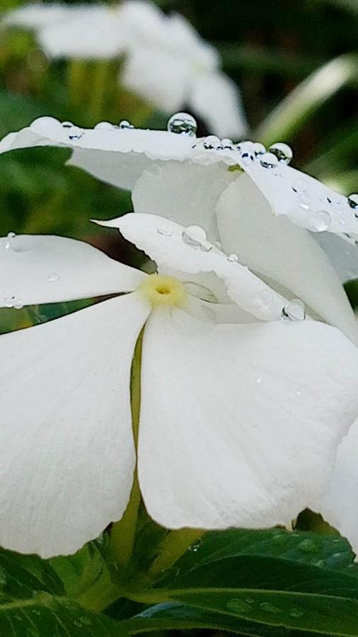 Ti Coin De Paradis Ylang Ylang Le Diamant Exterior photo